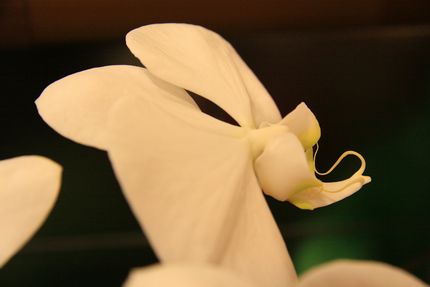 病院の蘭