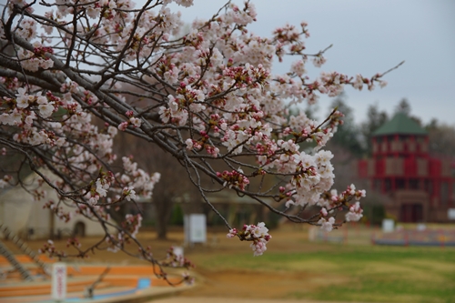 800本の桜をみたいなら 船橋アンデルセン公園にgo 事務所新築 工場新築