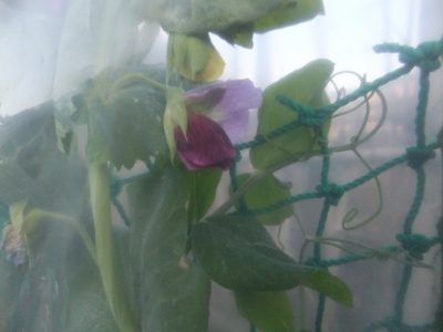 エンドウの花