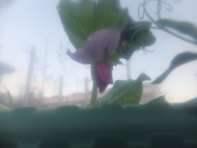 エンドウの花