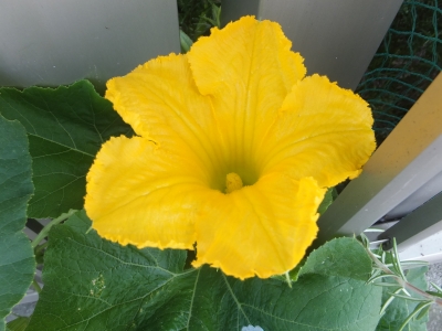 野菜