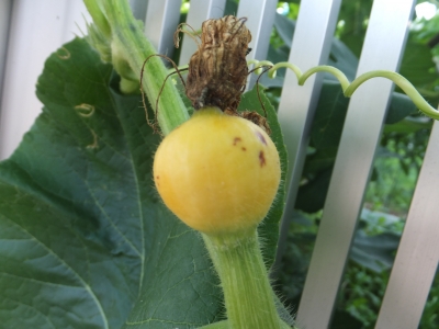 野菜