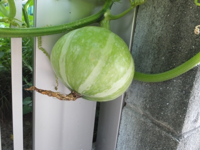 野菜