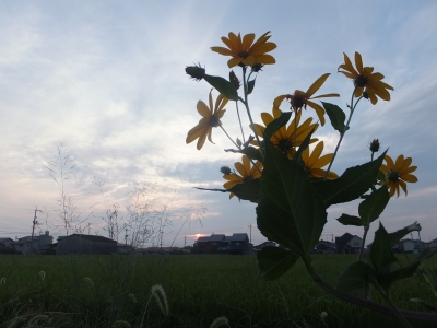菊芋