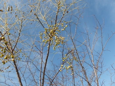 阿部池