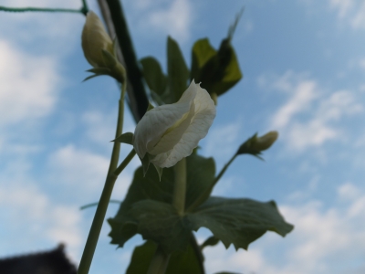 エンドウの花