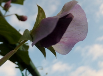 エンドウの花