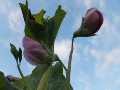 エンドウの花