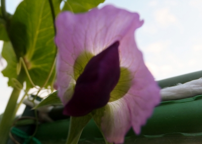 エンドウの花