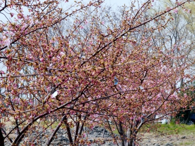 桜まつり