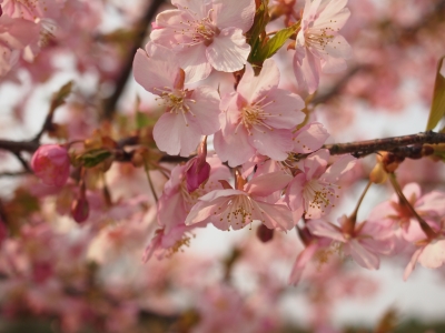 桜まつり
