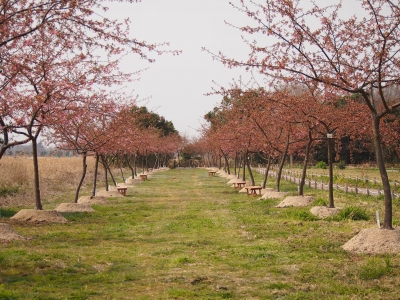 桜まつり