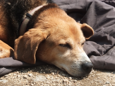 愛犬