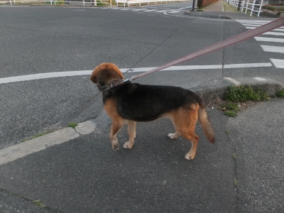 愛犬