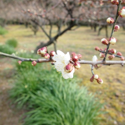 芝焼き