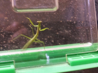 カマキリ