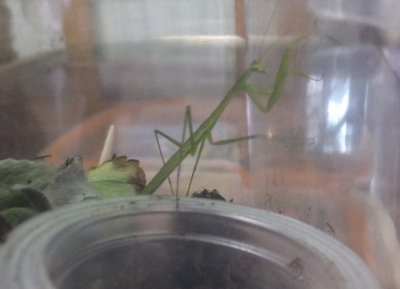 カマキリ