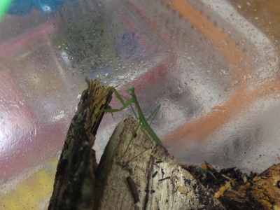 カマキリ