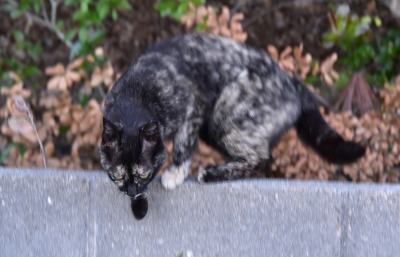 DSC_6443.JPG