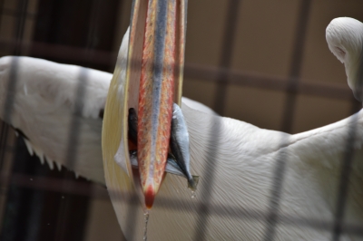 DSC_6936.JPG