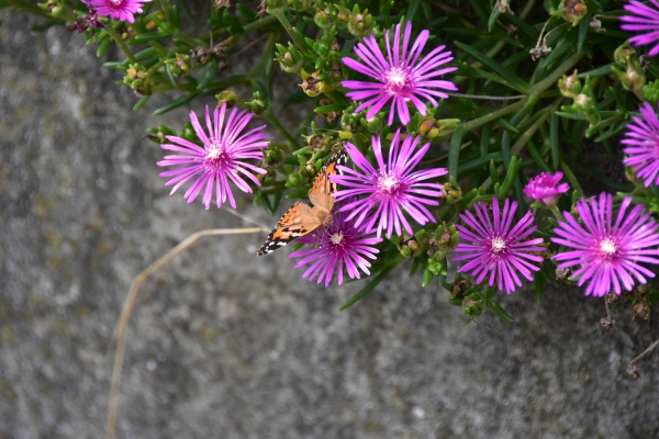 DSC_4879.JPG