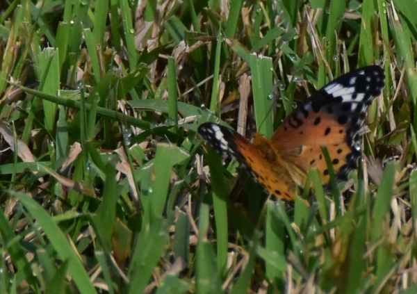 DSC_4605.JPG