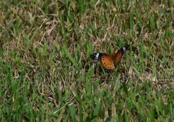 DSC_4608.JPG