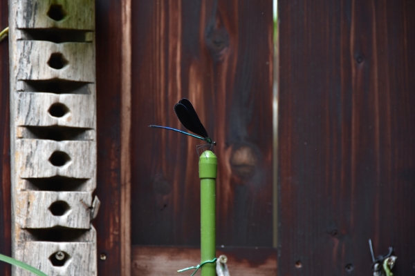 DSC_5034.JPG