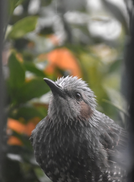 DSC_6884.JPG