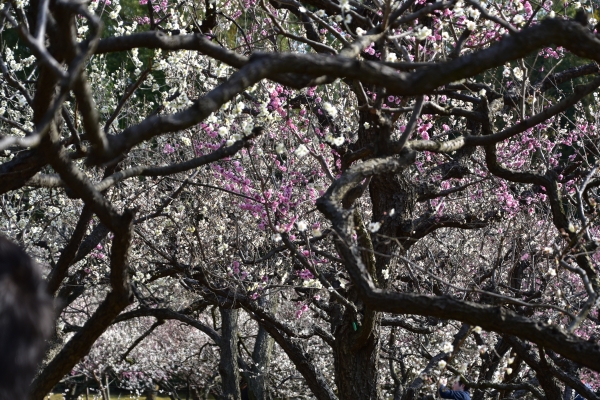 DSC_8624.JPG