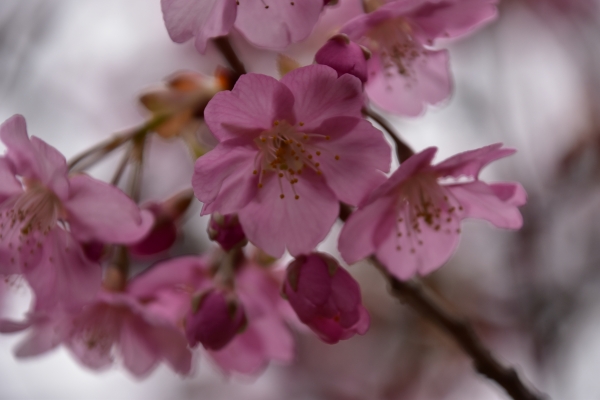 DSC_8819.JPG