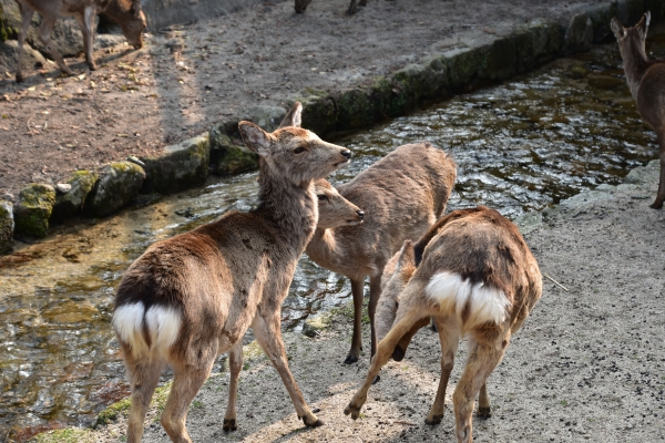 DSC_1934.JPG