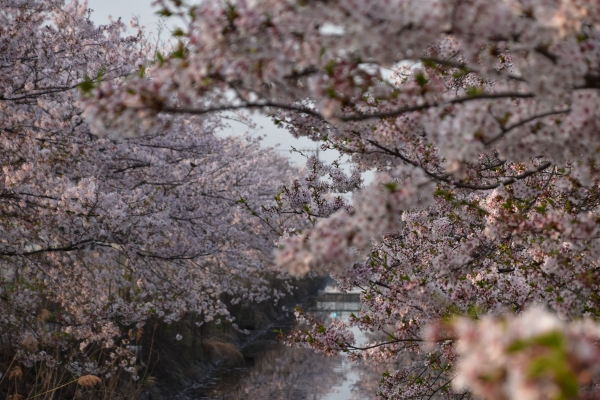 DSC_4071.JPG