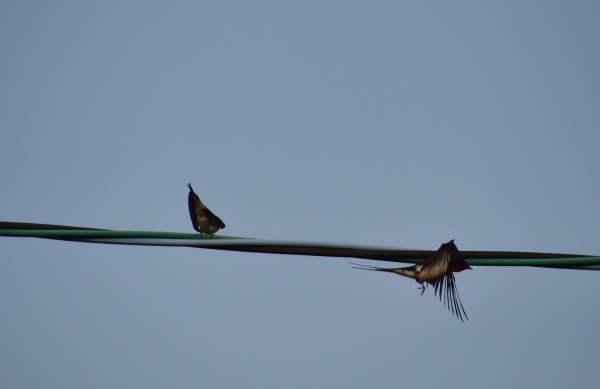 DSC_4094.JPG