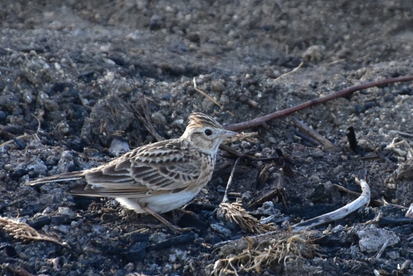 DSC_5937.JPG