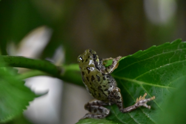 DSC_8782.JPG
