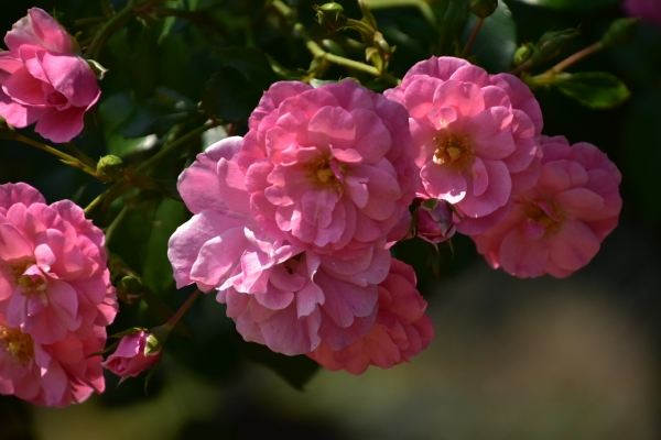 DSC_8906.JPG