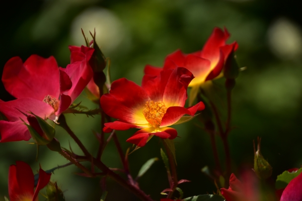 DSC_8909.JPG