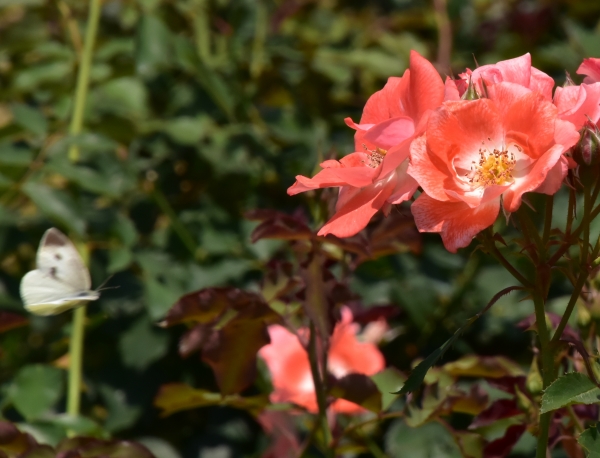 DSC_9043.JPG