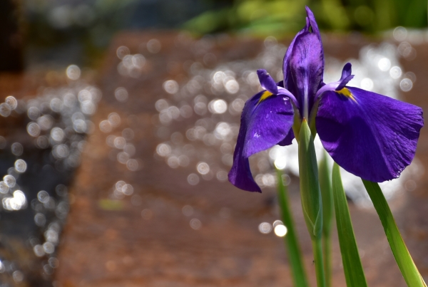 DSC_9005.JPG
