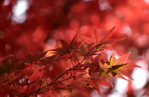2018-11-23 2018-11-25 飛行場公園 020.JPG