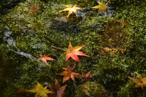 2018-11-23 2018-11-25 飛行場公園 021.JPG
