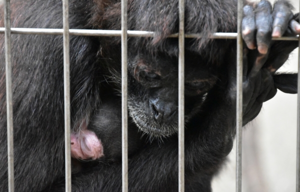 2018-12-23 池田動物園 426.JPG