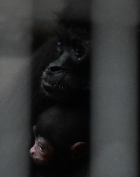 2018-12-23 池田動物園 529.JPG