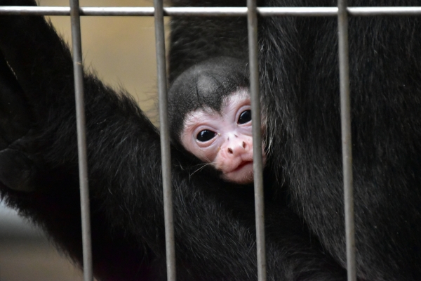 2018-12-23 池田動物園 533.JPG