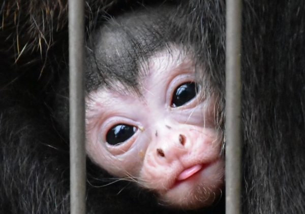 2018-12-23 池田動物園 534.JPG