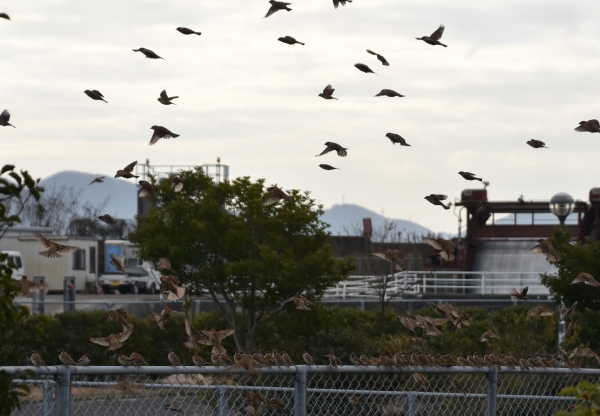 2019-01-07 岡南飛行場 038.JPG