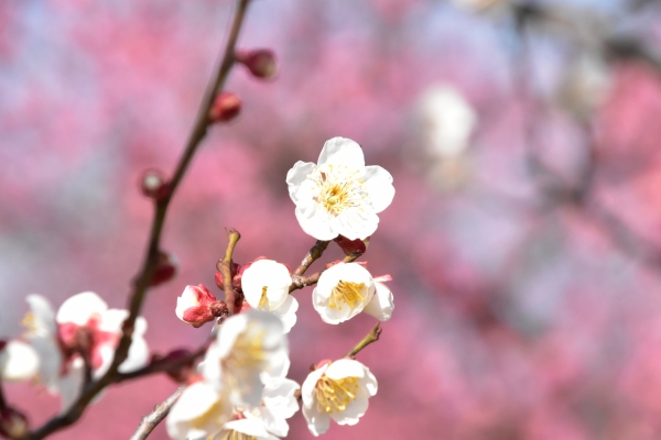 2019-02-05 神埼梅園 008.JPG