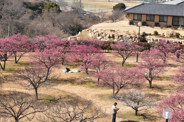 2019-02-05 神埼梅園 098.JPG