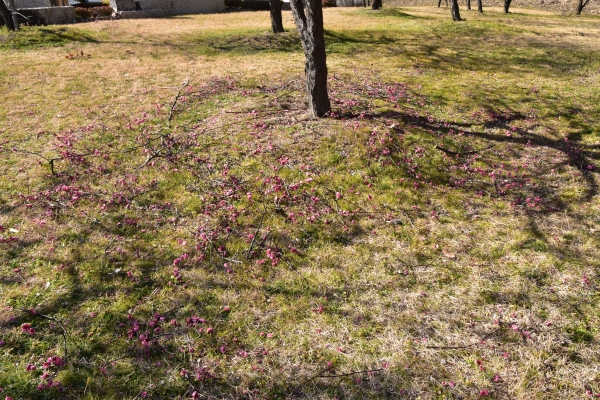 2019-02-05 神埼梅園 131.JPG